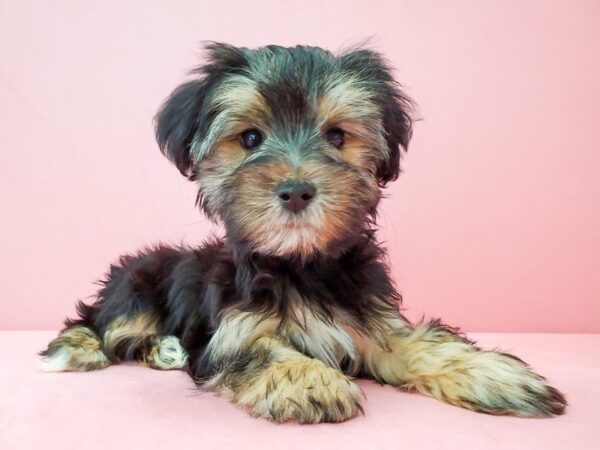 Maltese/Yorkshire Terrier DOG Male Black / Tan 21896 Petland Las Vegas, Nevada