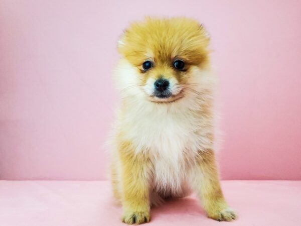 Pomeranian-DOG-Female-Orange-21888-Petland Las Vegas, Nevada