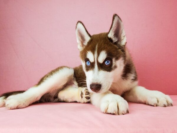 Siberian Husky DOG Male Red / White 21892 Petland Las Vegas, Nevada