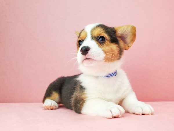 Pembroke Welsh Corgi DOG Male Black White / Tan 21887 Petland Las Vegas, Nevada