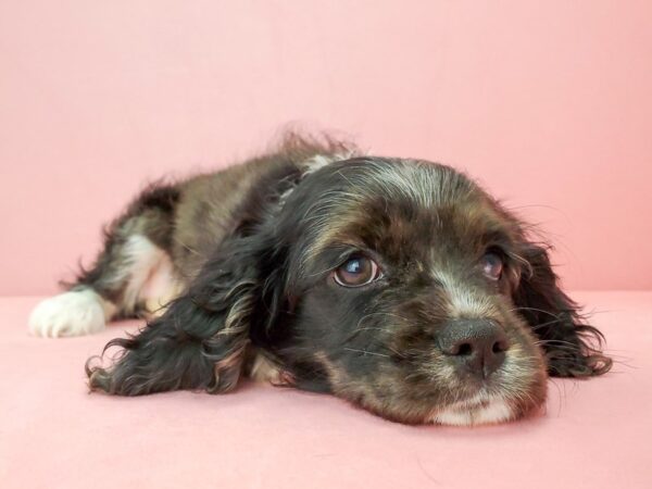 Cavalier King Charles Spaniel/Cocker Spaniel DOG Female Blue Roan 21893 Petland Las Vegas, Nevada