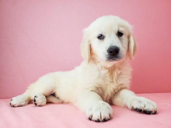 Golden Retriever DOG Female GOLDEN 21900 Petland Las Vegas, Nevada