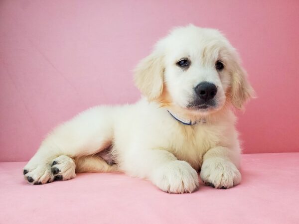 Golden Retriever DOG Male GOLDEN 21901 Petland Las Vegas, Nevada