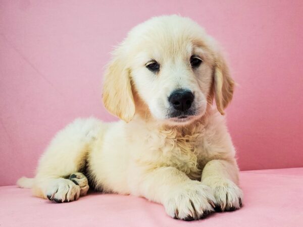 Golden Retriever DOG Female Golden 21899 Petland Las Vegas, Nevada