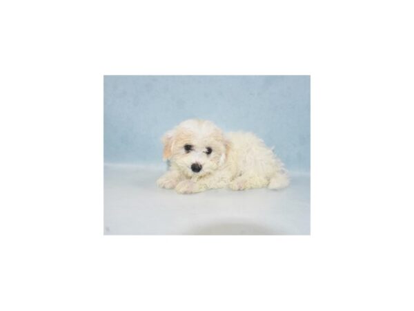 Bichon Frise DOG Female White 21908 Petland Las Vegas, Nevada