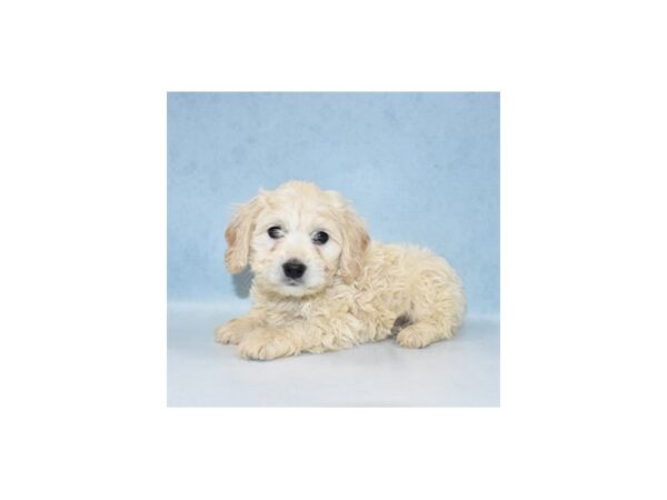 Bichon Frise/Cocker Spaniel-DOG-Male-Buff-21910-Petland Las Vegas, Nevada