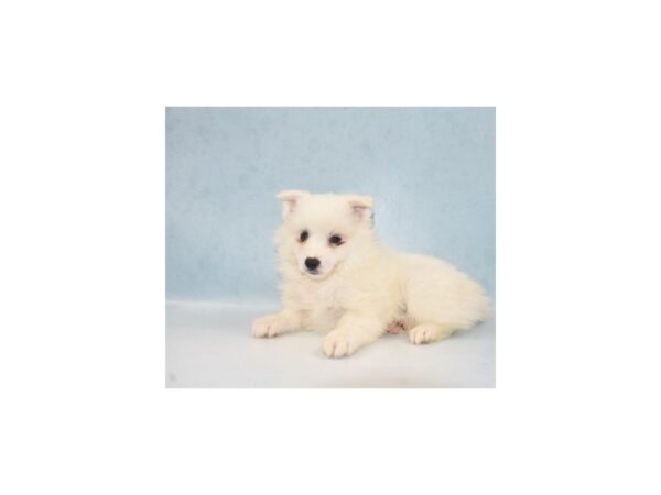 American Eskimo DOG Male White 21906 Petland Las Vegas, Nevada