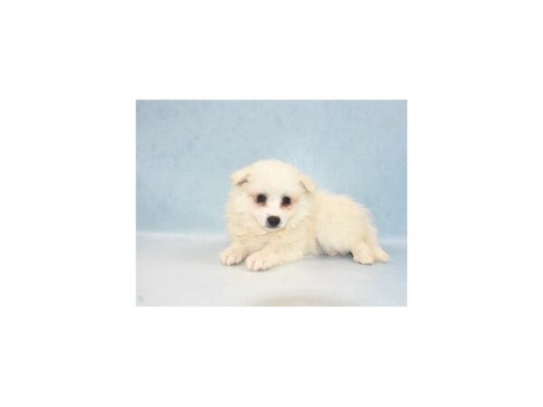 American Eskimo-DOG-Male-White-21907-Petland Las Vegas, Nevada