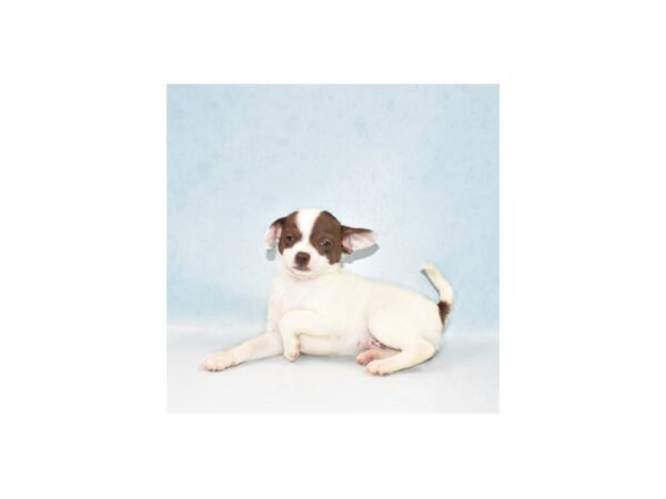 Chihuahua-DOG-Male-Chocolate and White-21909-Petland Las Vegas, Nevada