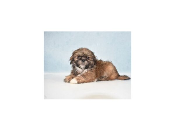 Lhasa Apso DOG Male Golden 21911 Petland Las Vegas, Nevada