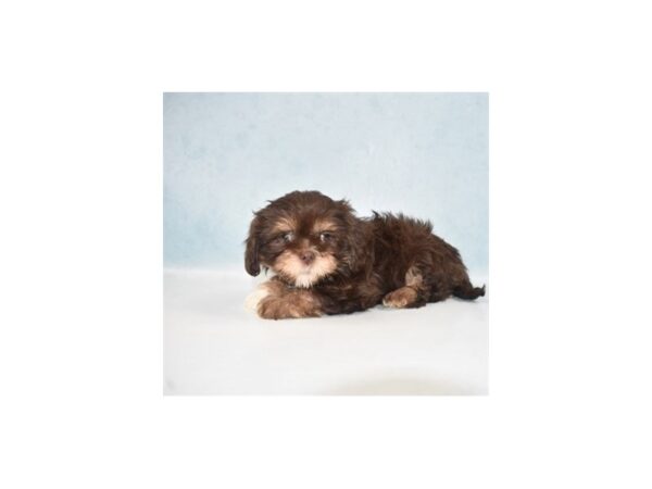 Lhasa Apso DOG Female Brown 21912 Petland Las Vegas, Nevada