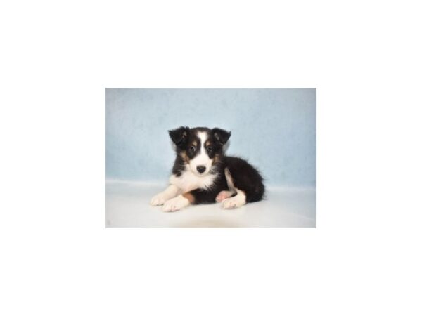 Shetland Sheepdog DOG Female Black White and Tan 21902 Petland Las Vegas, Nevada