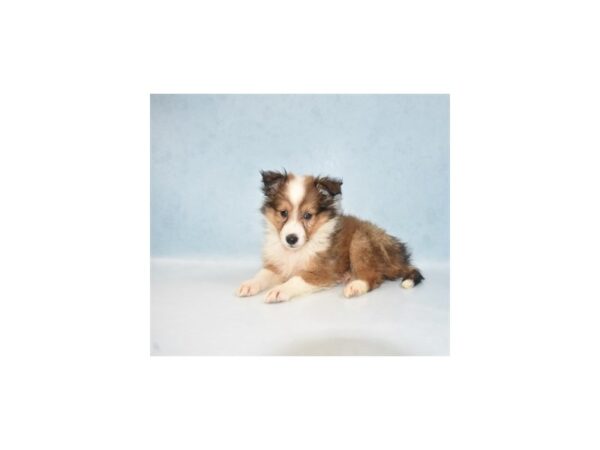 Shetland Sheepdog DOG Male Sable and White 21903 Petland Las Vegas, Nevada