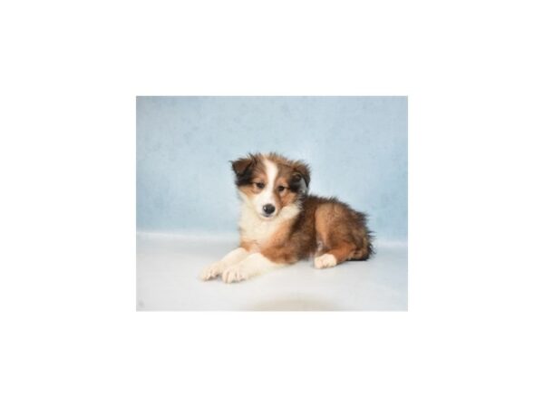 Shetland Sheepdog DOG Male Sable and White 21904 Petland Las Vegas, Nevada