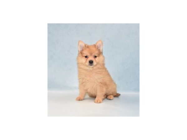 Pomeranian DOG Male Orange 21905 Petland Las Vegas, Nevada