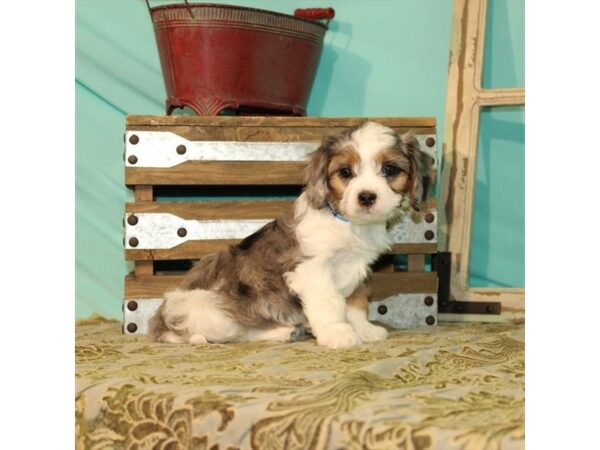 Cavalier King Charles Spaniel/Poodle DOG Female White / Blue Merle 21930 Petland Las Vegas, Nevada