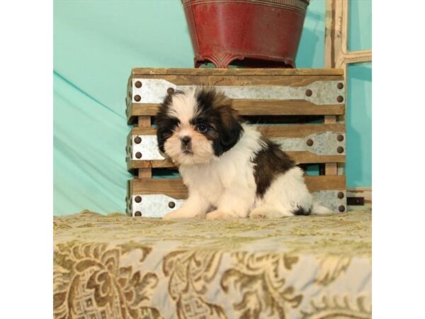 Shih Tzu DOG Male White / Gold 21914 Petland Las Vegas, Nevada