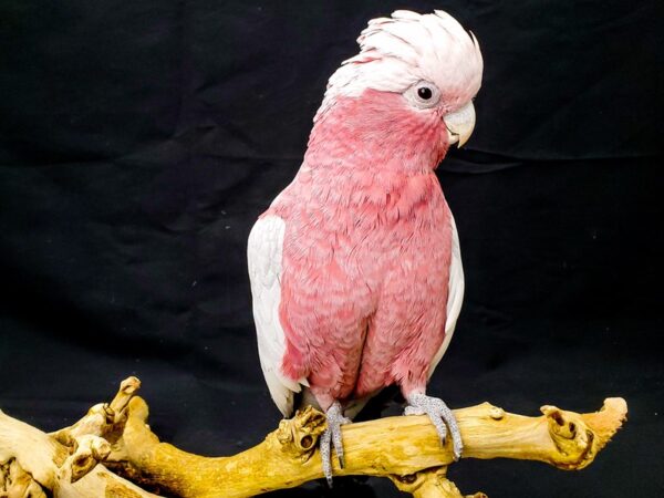 Rose Breasted Cockatoo-BIRD-Male-Gray-21933-Petland Las Vegas, Nevada