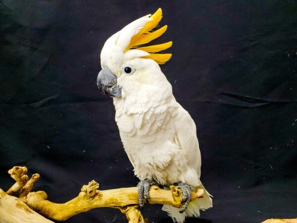 Umbrella Cockatoo/Crossbred-BIRD-Male-White-21934-Petland Las Vegas, Nevada