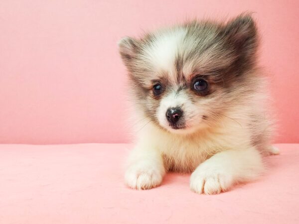 Pomeranian DOG Male White / Blue Merle 21929 Petland Las Vegas, Nevada