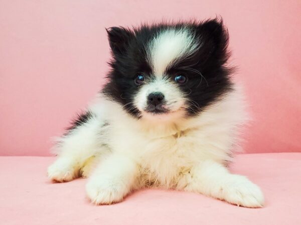 Pomeranian DOG Female White / Black 21928 Petland Las Vegas, Nevada