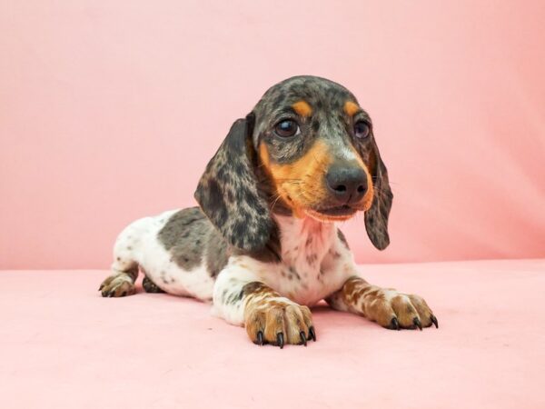 Dachshund DOG Female Black / Tan 21925 Petland Las Vegas, Nevada