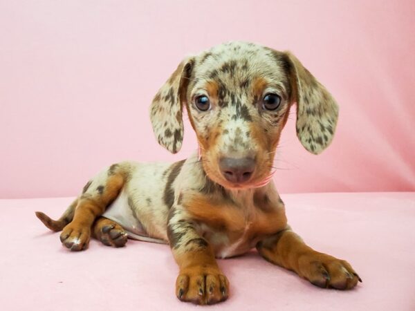 Dachshund DOG Female Chocolate / Tan 21926 Petland Las Vegas, Nevada