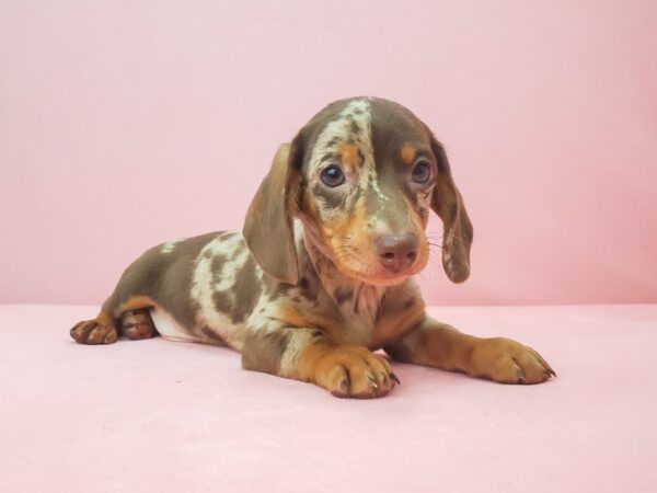 Dachshund DOG Male Chocolate / Tan 21927 Petland Las Vegas, Nevada