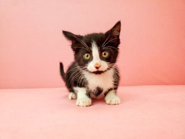 Domestic Cat CAT Male Black and White 21924 Petland Las Vegas, Nevada