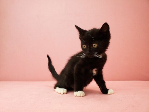 Domestic Cat CAT Male Black 21922 Petland Las Vegas, Nevada