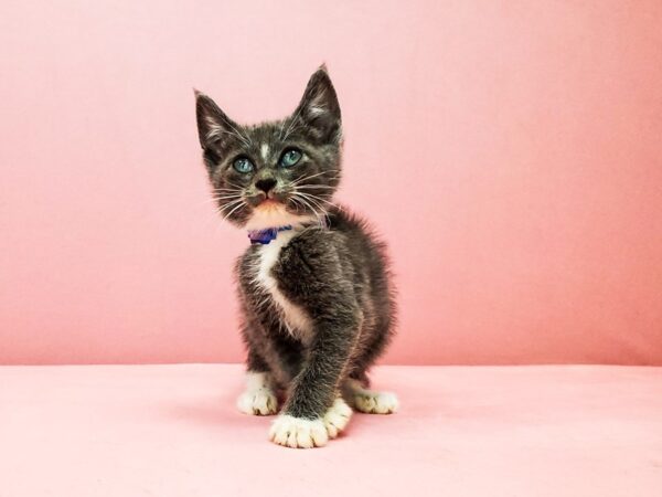 Domestic Cat CAT Male Gray 21923 Petland Las Vegas, Nevada