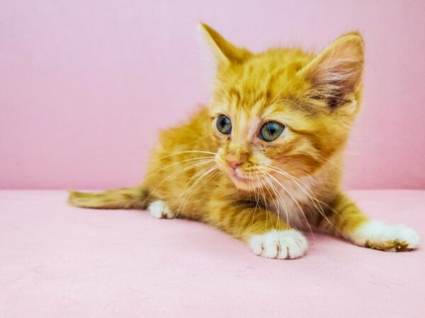 Domestic Cat CAT Male Orange 21916 Petland Las Vegas, Nevada