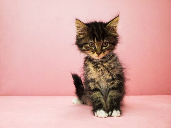 Domestic Cat-CAT-Female-Tiger stripe-21921-Petland Las Vegas, Nevada