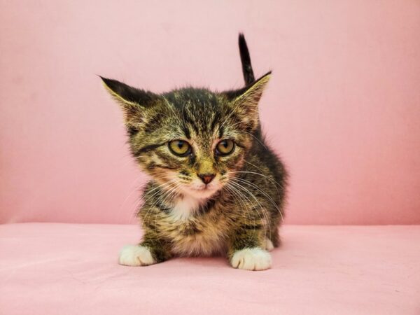 Domestic Cat CAT Female Tiger stripe 21920 Petland Las Vegas, Nevada