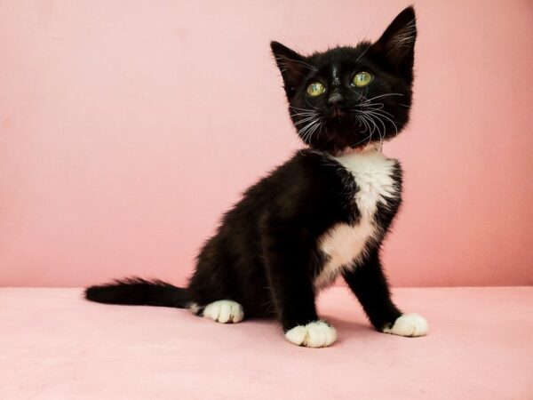 Domestic Cat CAT Female Black and White 21919 Petland Las Vegas, Nevada