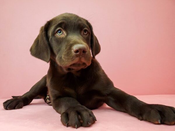 Labrador Retriever DOG Female CHOCOLATE 21937 Petland Las Vegas, Nevada