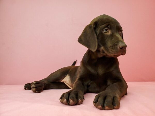 Labrador Retriever DOG Female CHOCOLATE 21938 Petland Las Vegas, Nevada