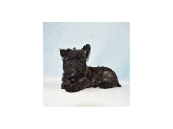 Scottish Terrier-DOG-Male-Black-21948-Petland Las Vegas, Nevada