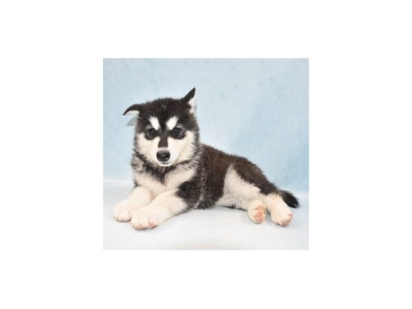 Alaskan Malamute-DOG-Female-Black and White-21939-Petland Las Vegas, Nevada