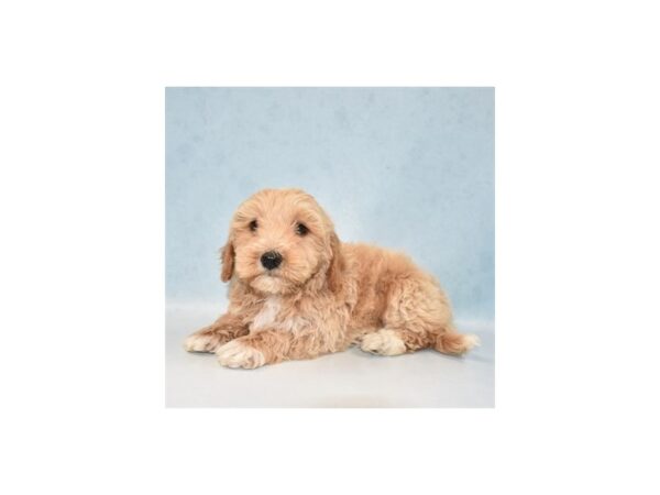 F1B Mini Goldendoodle DOG Male Golden 21954 Petland Las Vegas, Nevada