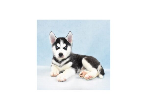 Siberian Husky DOG Male Black and White 21950 Petland Las Vegas, Nevada