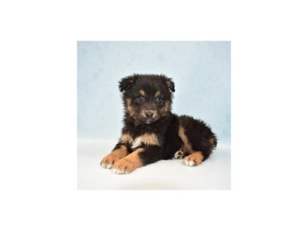 Australian Shepherd DOG Female Black 21940 Petland Las Vegas, Nevada