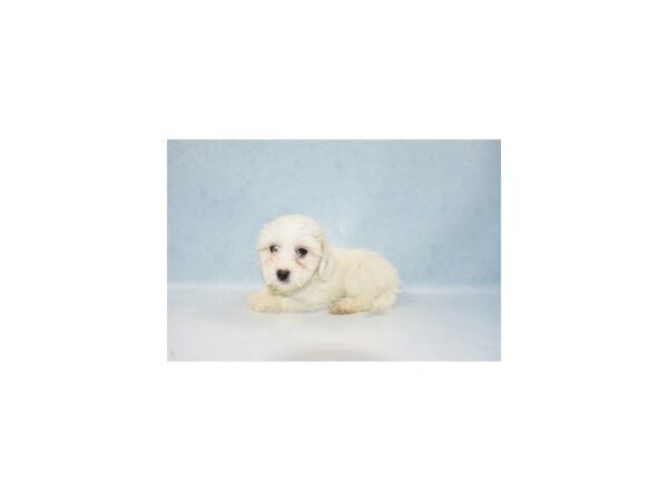 Coton De Tulear DOG Female White 21951 Petland Las Vegas, Nevada