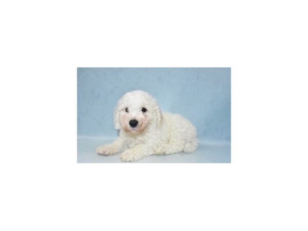 Bichon Frise DOG Male White 21943 Petland Las Vegas, Nevada