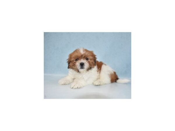 Lhasa Apso DOG Male Red Gold 21952 Petland Las Vegas, Nevada