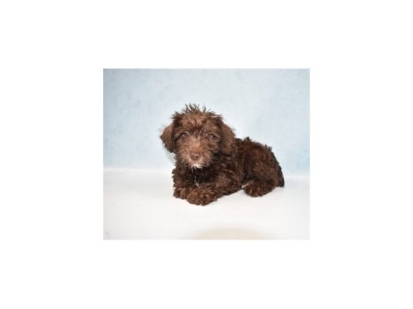 Miniature Schnauzer/Poodle-DOG-Male-Liver-21955-Petland Las Vegas, Nevada