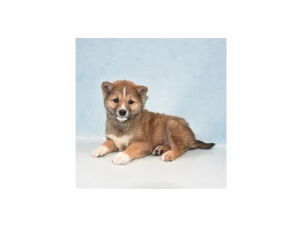 Shiba Inu DOG Female Red Sesame 21949 Petland Las Vegas, Nevada