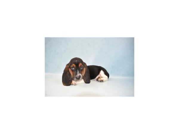 Basset Hound DOG Male Black White and Tan 21978 Petland Las Vegas, Nevada