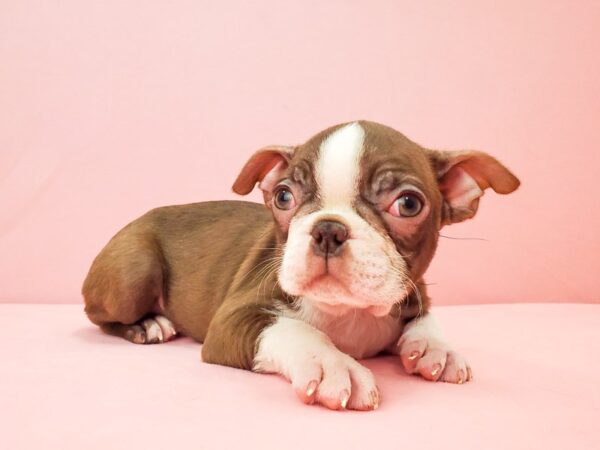 Boston Terrier DOG Male Seal and White 21944 Petland Las Vegas, Nevada