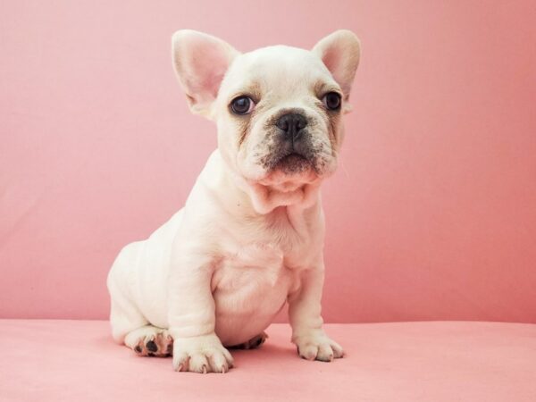 French Bulldog DOG Male Cream 21946 Petland Las Vegas, Nevada